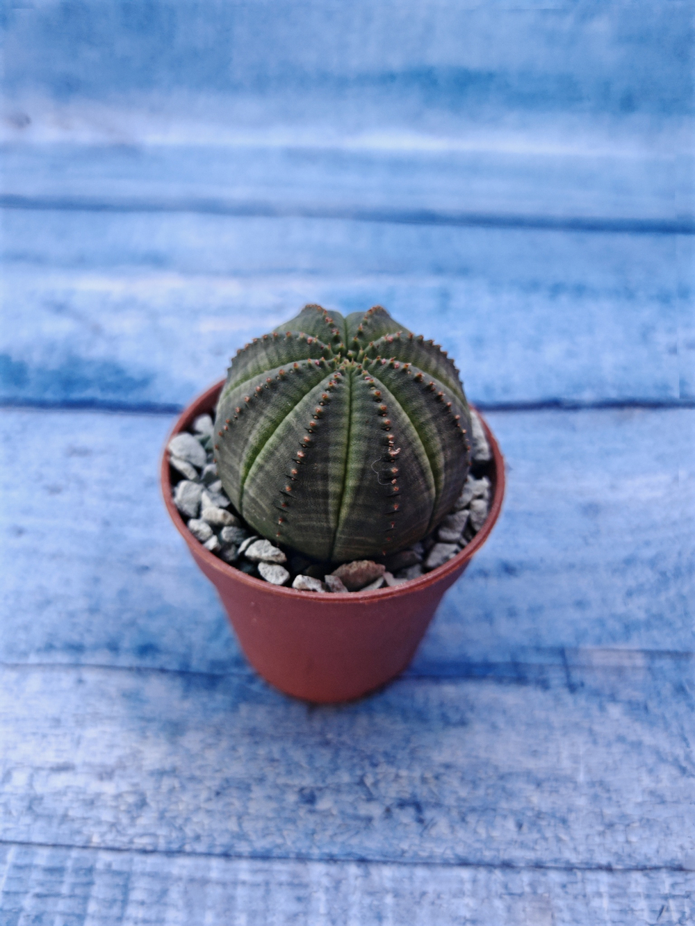 Суккулент Euphorbia Obesa (Эуфорбия)