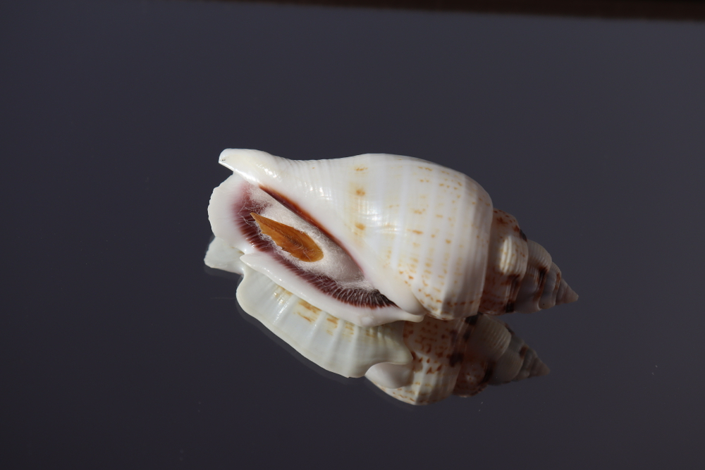 Ракушка Стромбус гиббосус (Gibberulus gibbosus)