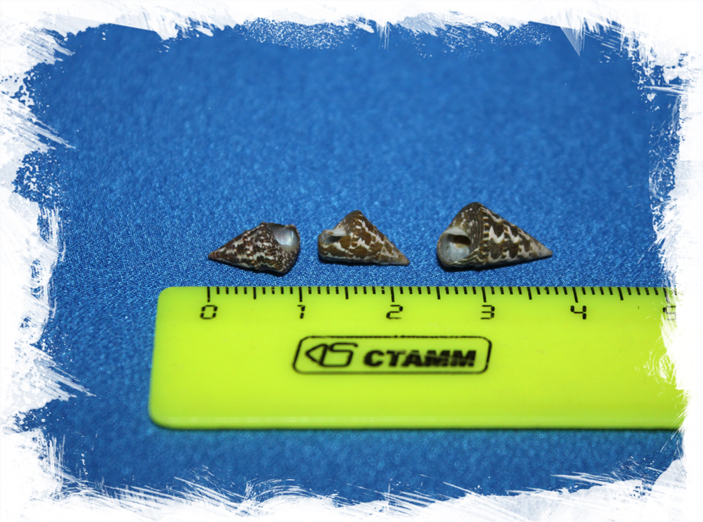 Ракушка Jujubinus gilberti размер