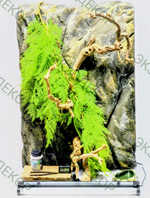 Полный комплект для Бананоеда. Террариум 40х30х70 и всё необходимое для содержания.