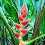 Геликония WAGNERIANA RAINBOW (Н120)