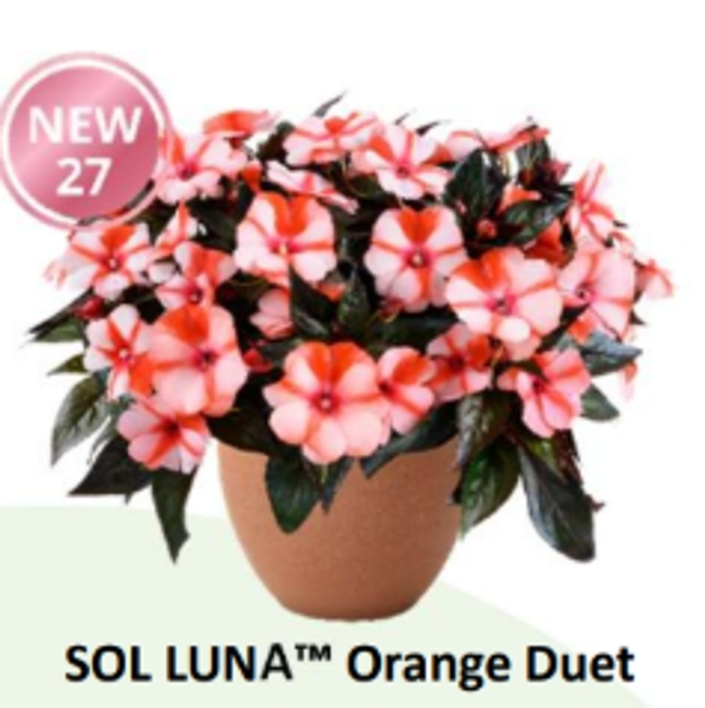НОВИНКА 2027 ЕВРО Бальзамин Новогвинейский Sol-Luna Orange Duet укорененный ЕВРО черенок НАЧАЛО ЯНВАРЯ поставка 5