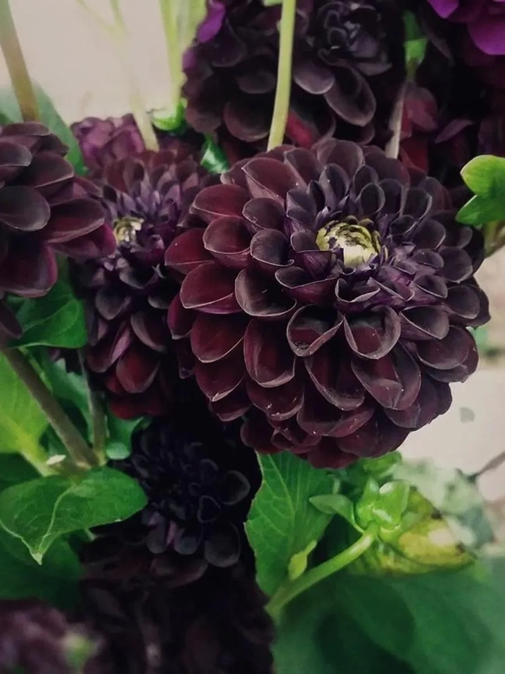 Георгин помпонный Блэк Даймонд