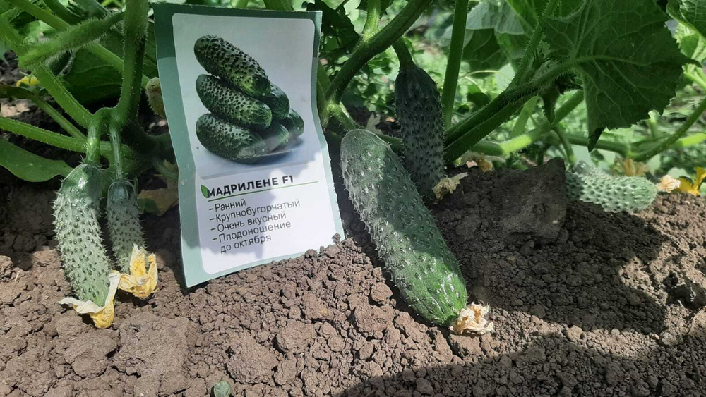 Мадрилене F1 семена огурца (Seminis)