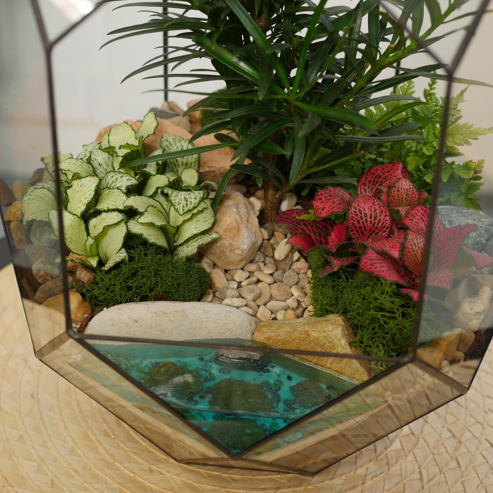 Готовый флорариум бонсай Подокарпус Цефей с озером
