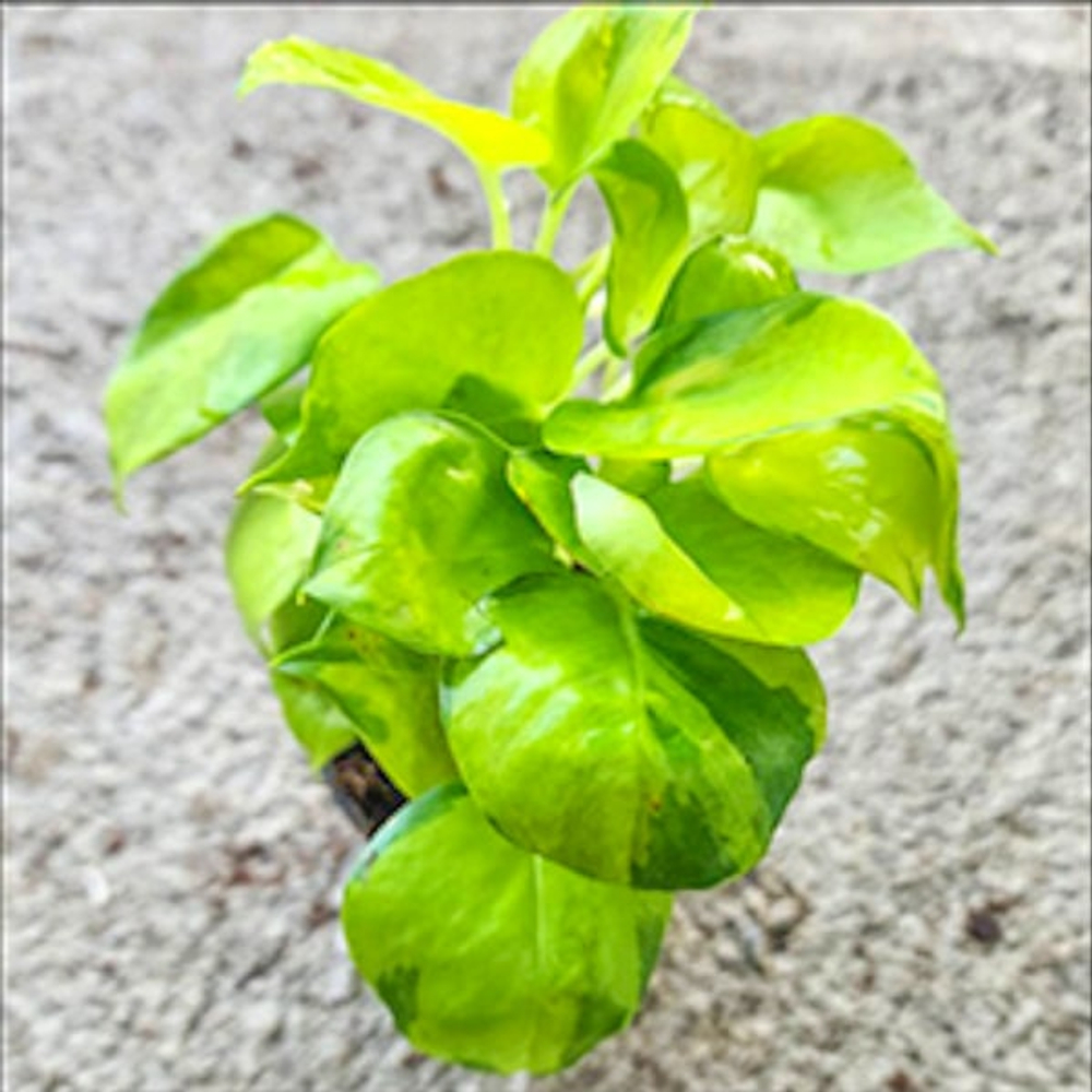 Эпипремнум NJOY NEON