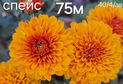 САЖЕНЦЫ ХРИЗАНТЕМЫ МУЛЬТИФЛОРА СПЕЙС №75