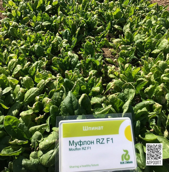 Муфлон F1 семена шпината (Rijk Zwaan / Райк Цваан) в поле – фото 7