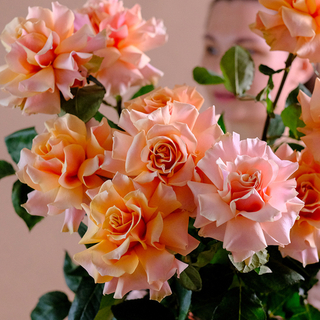 Французские розы