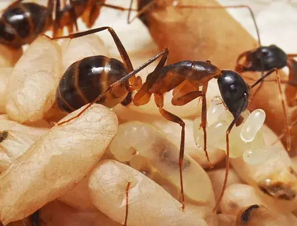 Муравьи Camponotus fellah