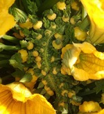 Санни Делайт F1 семена патиссона (Seminis / Семинис)