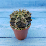 Gymnocalycium Friedrichii (Гимнокалициум)