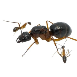 Муравьи Camponotus arrogans (Кампонотус арроганс)