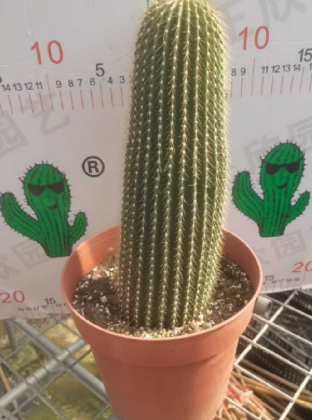 Кактус super mix д.10