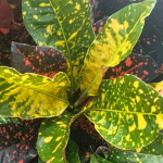 Кротон KARTINI