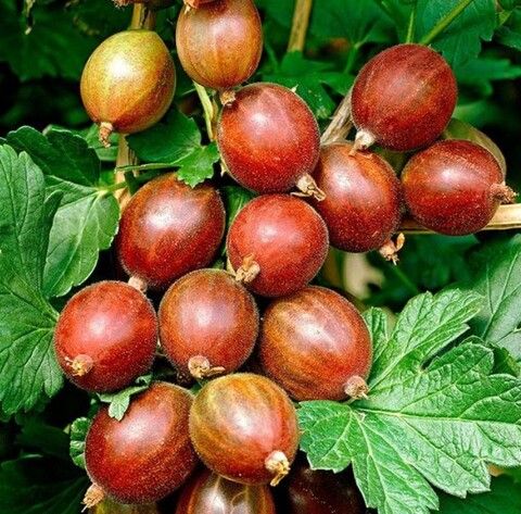 Крыжовник Каптиватор