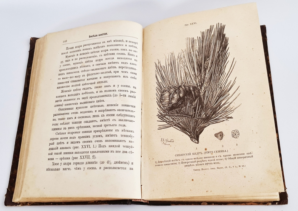 "Беседы о русском лесе". Д.Н.Кайгородов. 1885г.