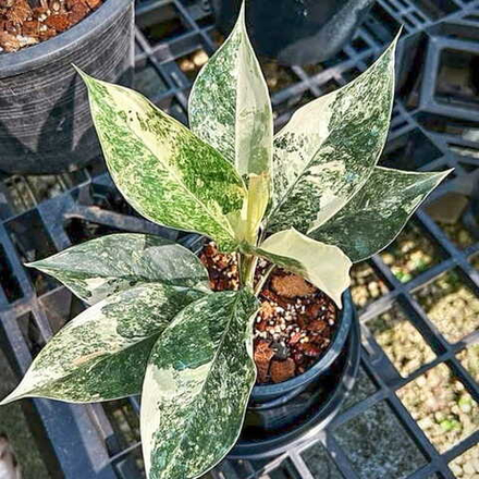 Аглаонема YOK SIAM VAR