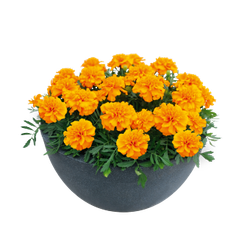 Бархатцы отклоненные Супер Хироу Оранж (100шт) Витагрин Профи