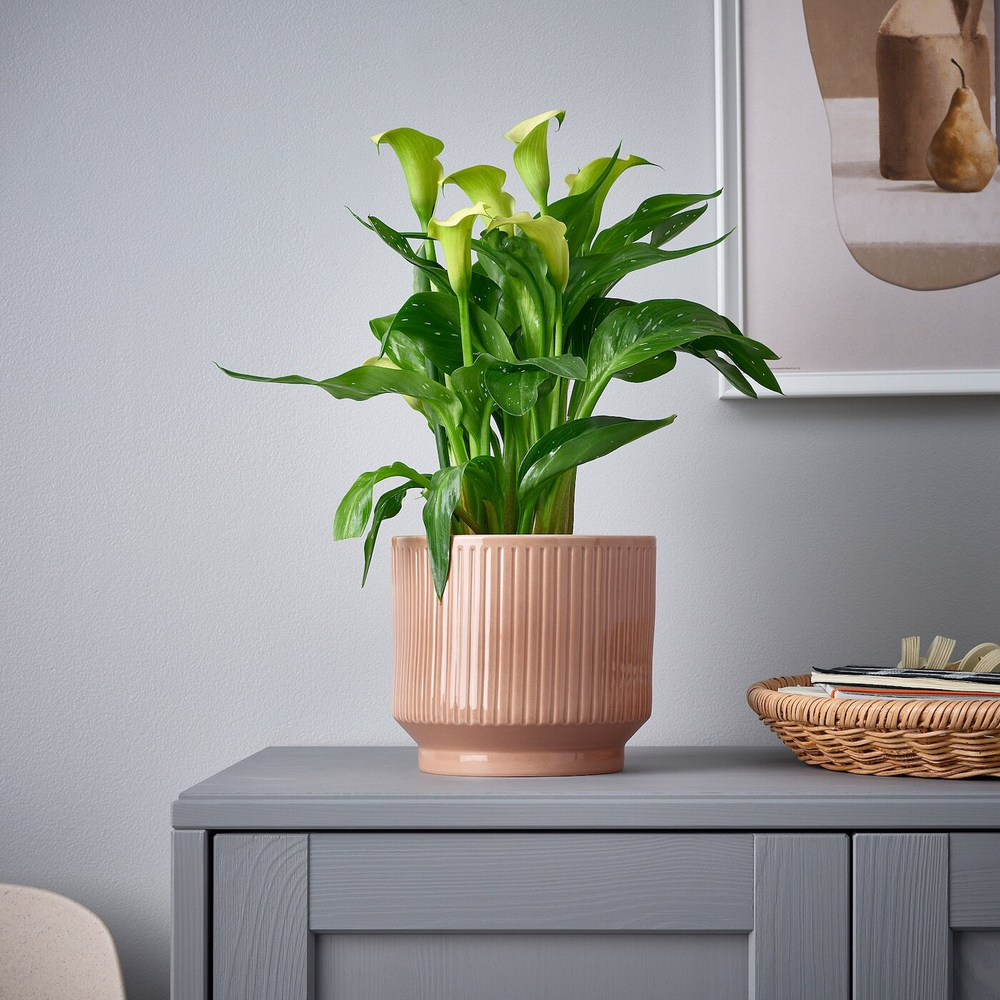 Горшок для растений IKEA HONUNGSPALM (ХОНУНГСПАЛМ), Розовый, 15 см