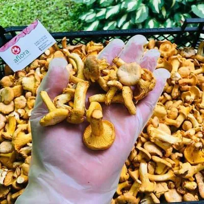 Фотография Лисички свежие лесные / 2 кг купить в магазине Афлора