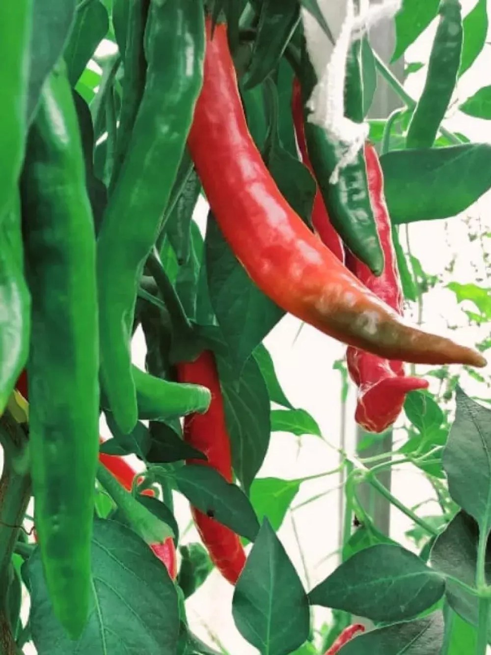 Гунтур чили / Guntur chili Острый перец