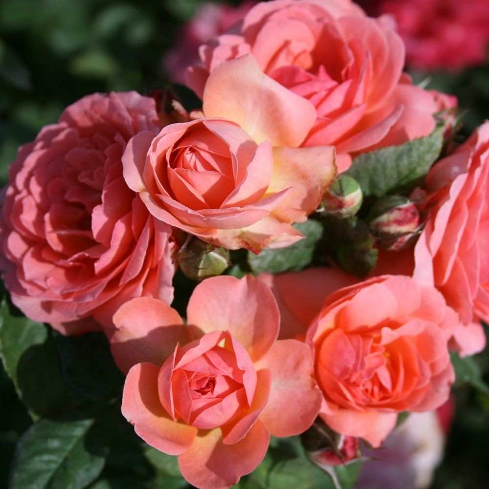 Амелия Ренессанс (Amelia Renaissance)