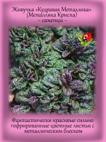 Живучка Металлика Криспа аюга
