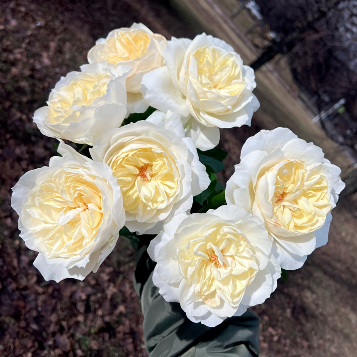 кусты для сада — сорт Розали Романтика — ароматная романтическая роза