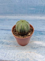 Euphoria Obesa (Эуфорбия)