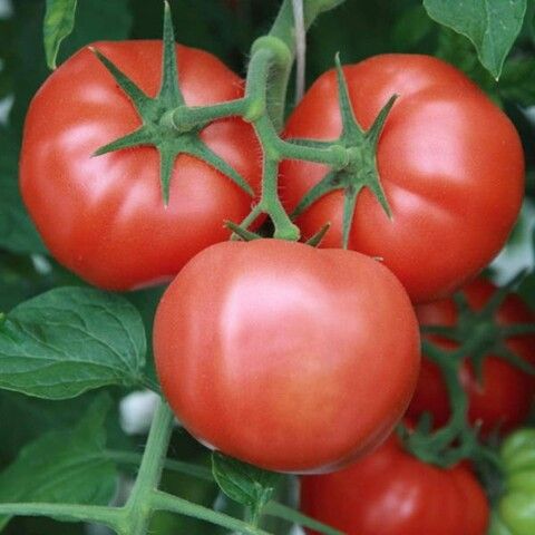 Томат Капитан