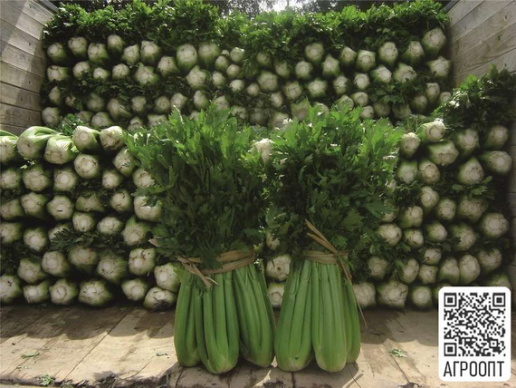 ТАНГО семена сельдерея (Bejo | Alexagro) – фото 3