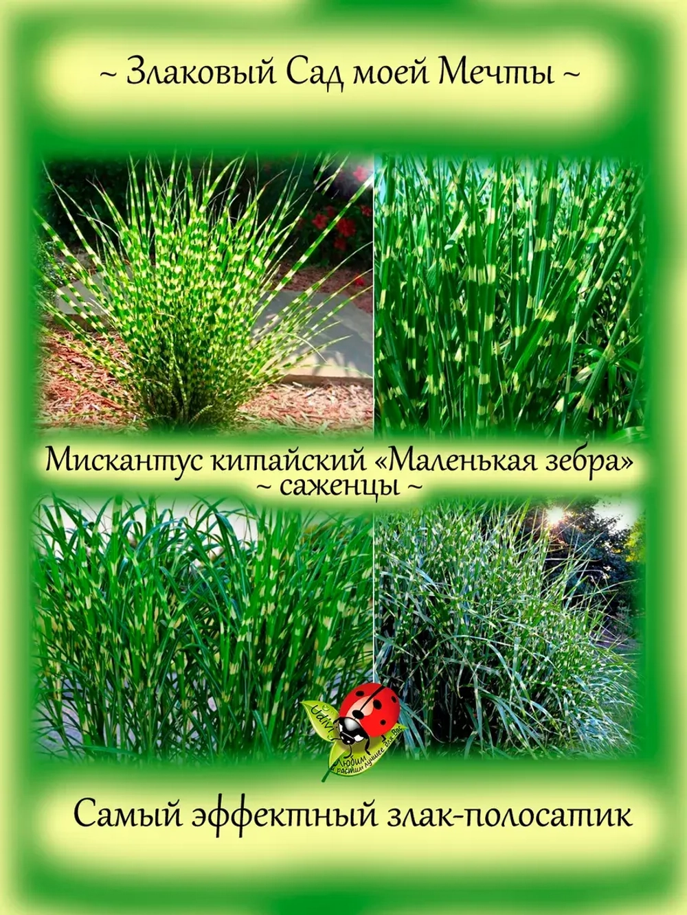 Злак Мискантус китайский Маленькая Зебра