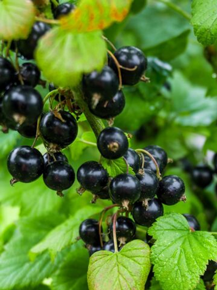 Листья смородины косметическая отдушка