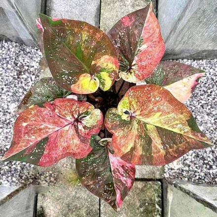 Каладиум SEDTHEE PEE CHUAT