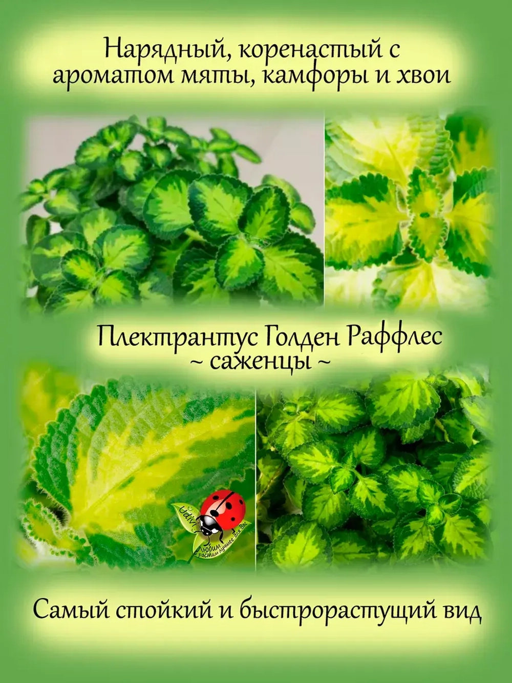 Плектрантус Голден Руффлос вариегатный