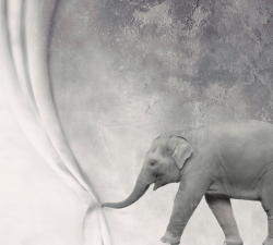 Коллекция Животные