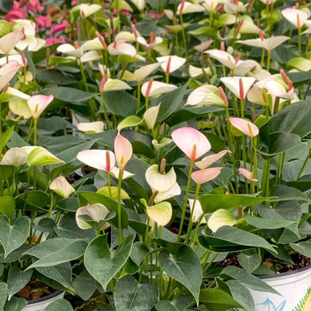 Антуриум Андрэ LIPA PINK MINI