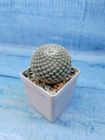 Mammillaria Matudae (Маммилярия)