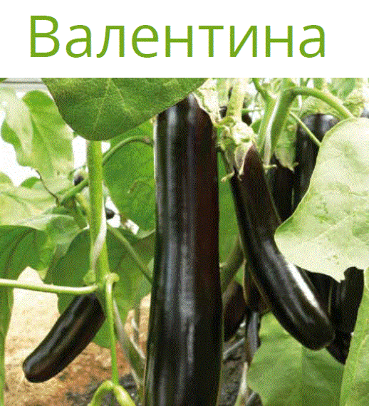 Валентина F1 семена баклажана (Seminis / ALEXAGRO) культура – фото 3