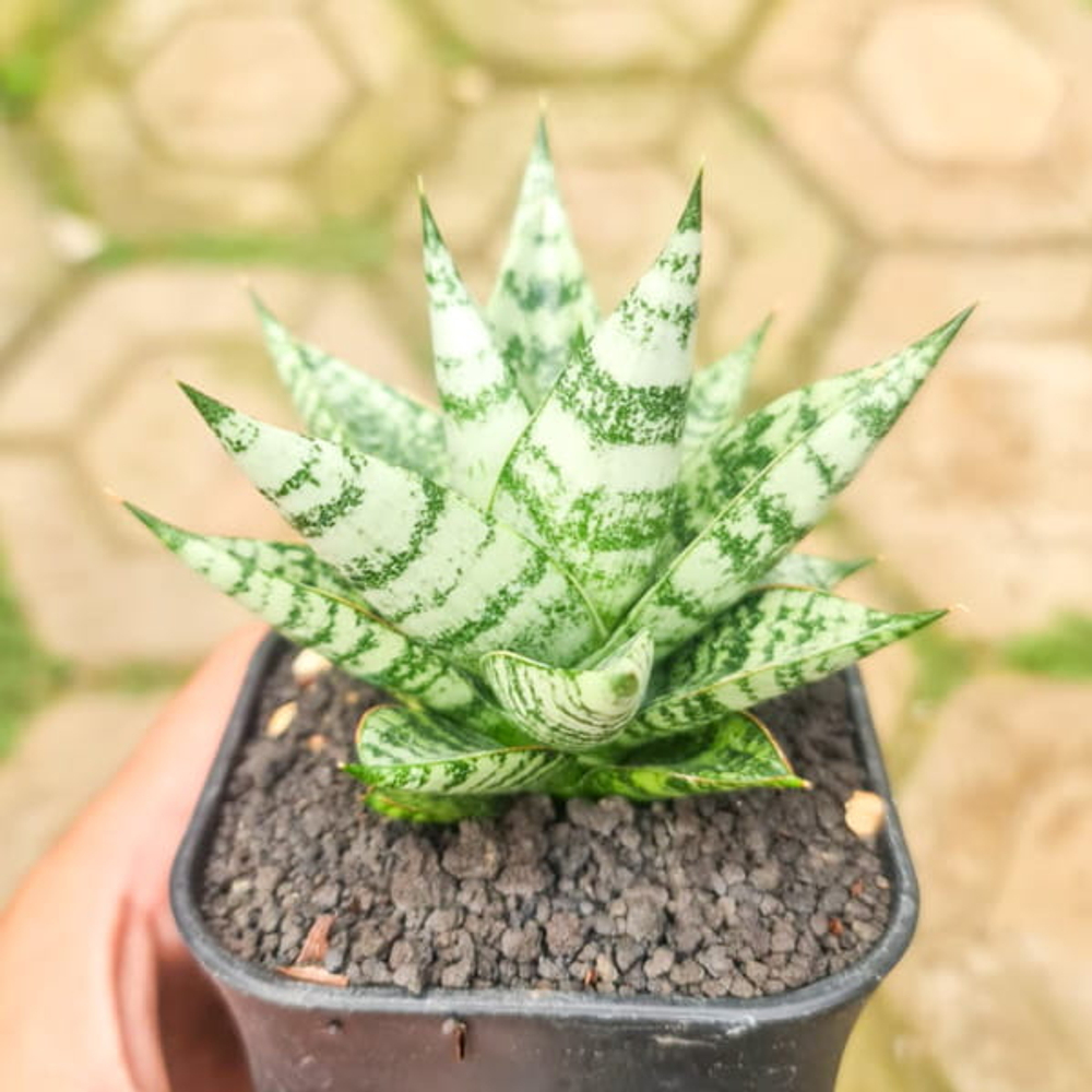 Сансевиерия ZEBRA