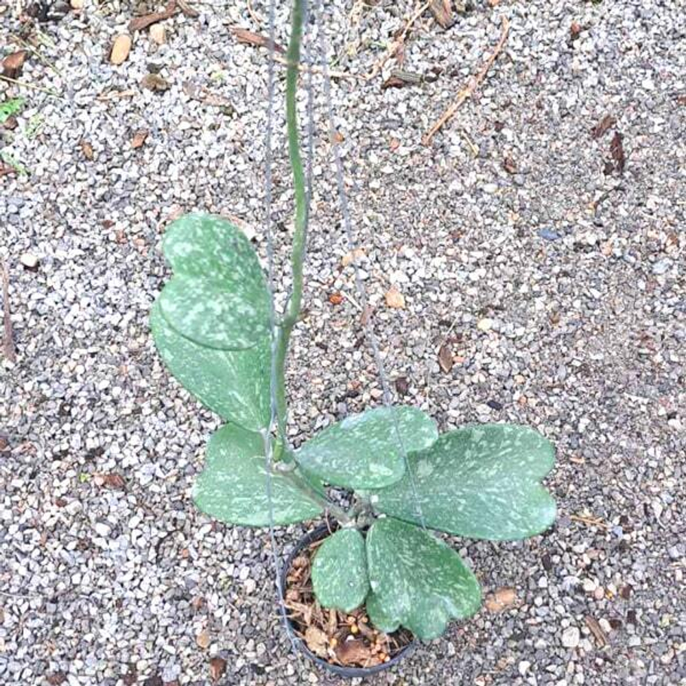 Хойя KERRII SPLASH