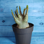 Adenium Baobab (Адениум)