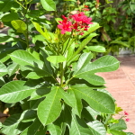 Ятрофа цельнокрайняя красная – Jatropha integerrima red