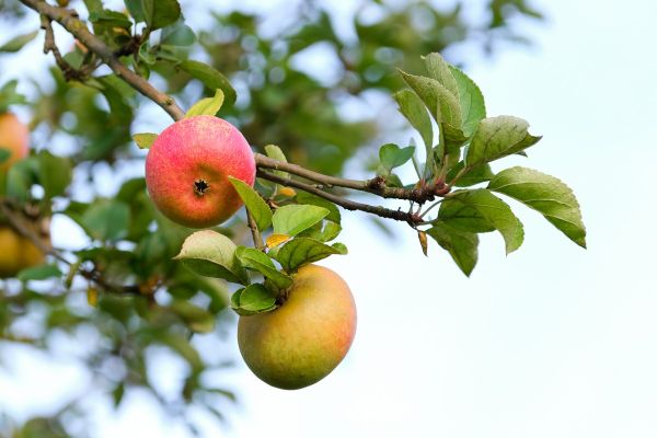 Купить яблоню в Иркутске