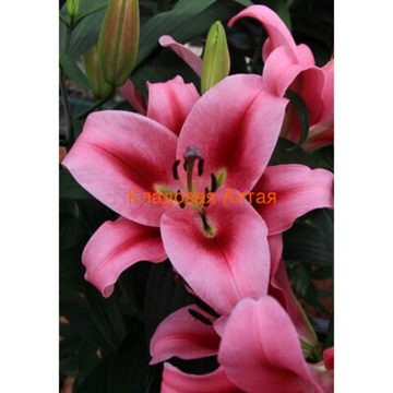 Лилия Донасьон