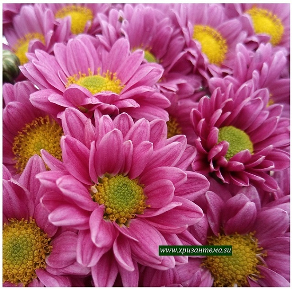 Хризантема кустовая Santini Chrissy pink 🌻 к.20    (отгрузка  Сентябрь)