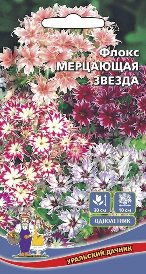 Флокс мерцающая звезда однолетник. Флоксы друммонда однолетние. Флокс друммонда мерцающая звезда. Флокс друммонда звездчатый. Цветы флокс мерцающая звезда.