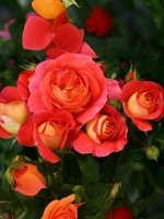 Роза флорибунда Гебрюдер Гримм