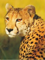 Большая книга о животных. 1001 фотография